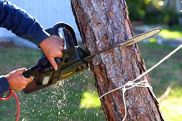 How Our Tree Care Process Works  in  Callender, CA