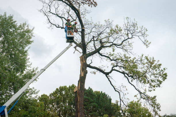 Callender, CA Tree Services Company